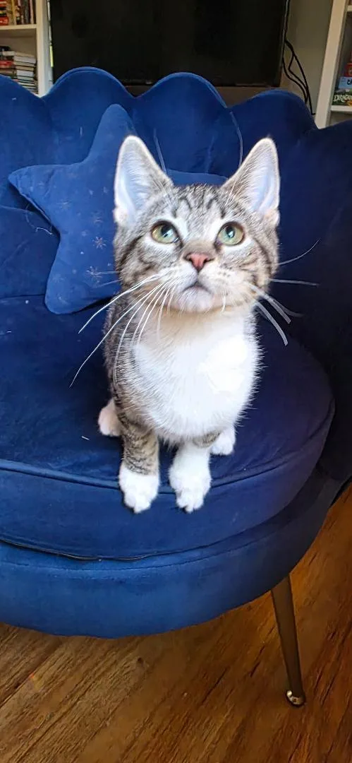 A baby medium-sized female White Tabby cat named Calypso for adoption in Wayne, NJ