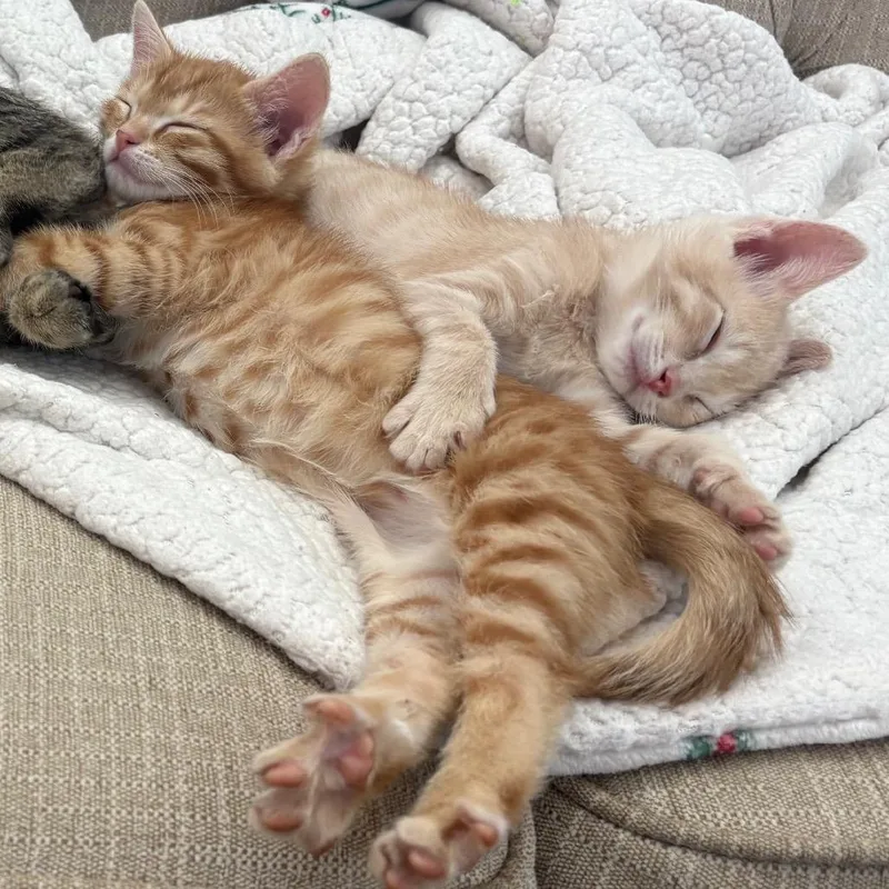 A baby small-sized male Buff / Tan / Fawn Domestic Short Hair cat named Chippy for adoption in Flower Mound, TX
