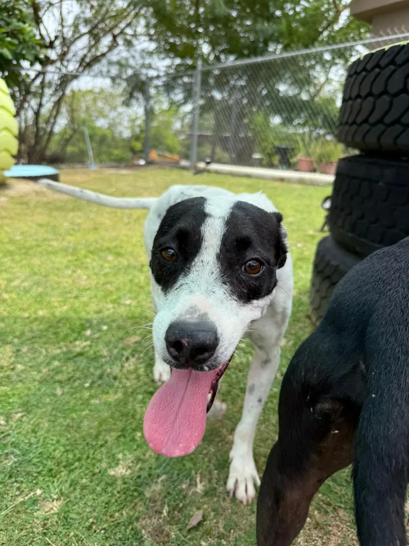 A young medium-sized female Mixed Breed dog named Duri for adoption in Humacao, PR