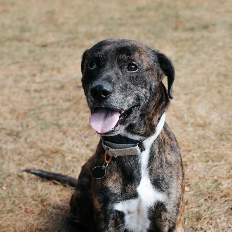 A senior medium-sized male Gray / Blue / Silver Boxer dog named Ash for adoption in Northbrook, IL