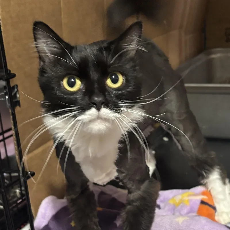 A young large-sized female Black & White / Tuxedo Domestic Long Hair cat named Cupcake for adoption in Pittsburgh, PA