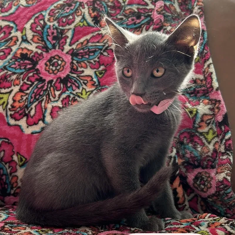 A baby small-sized female Russian Blue cat named Sakura for adoption in Liverpool, TX