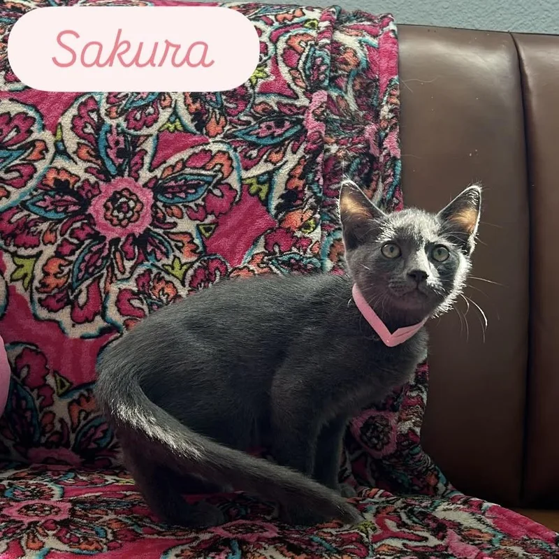 Sakura thumbnail 4