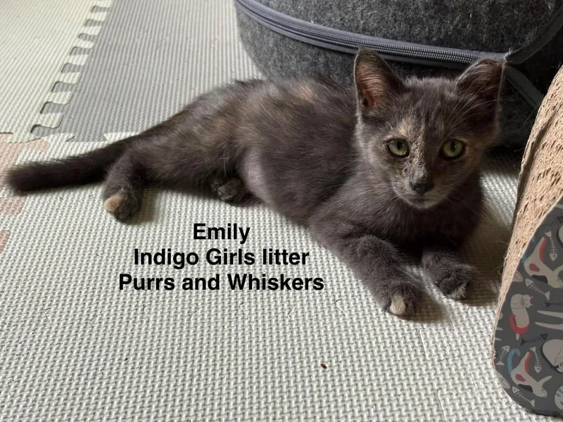 A baby medium-sized female Gray / Blue / Silver Domestic Short Hair cat named Emily for adoption in New Hartford, NY