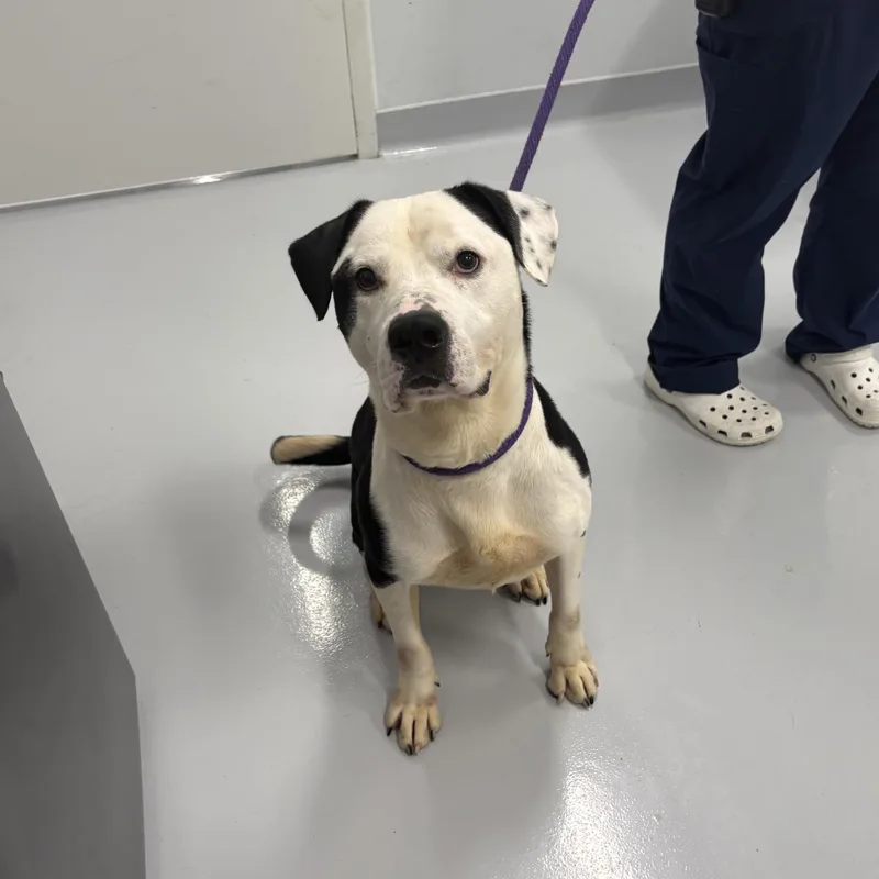 An adult large-sized male Staffordshire Bull Terrier dog named Harley for adoption in Kankakee, IL
