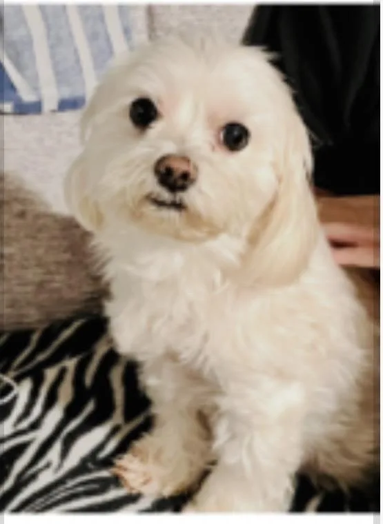 A young small-sized female Maltese dog named Lulu for adoption in Norfolk, VA
