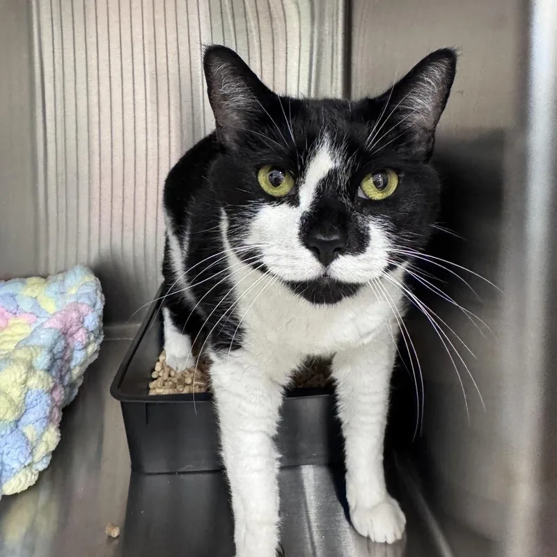 An adult small-sized male White Domestic Short Hair cat named Zero for adoption in Bensalem, PA