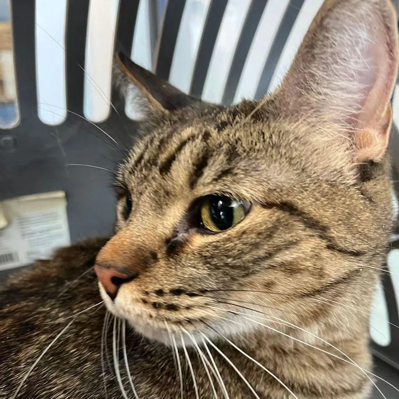 A senior medium-sized female Tabby (Orange / Red) Domestic Short Hair cat named Baby for adoption in Kingman, AZ