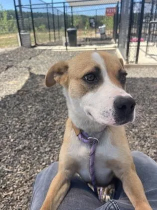 An adult medium-sized female Mixed Breed dog named Brynn for adoption in Atlanta, GA