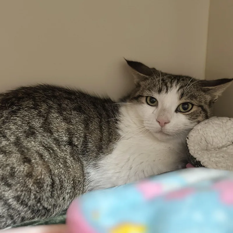 A young medium-sized male Tabby (Brown / Chocolate) Domestic Short Hair cat named Jack for adoption in Victor, NY