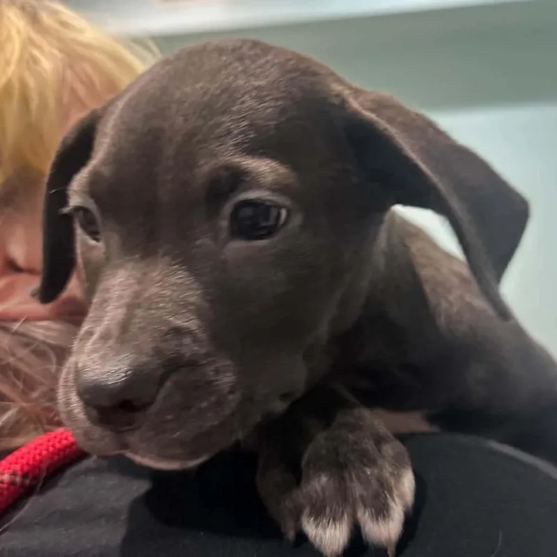 A baby medium-sized female Pit Bull Terrier dog named Odessa for adoption in Seminole, FL