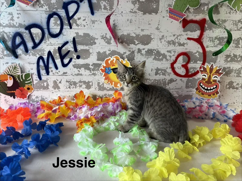 A baby small-sized female Domestic Medium Hair cat named Jessie for adoption in queen creek, AZ
