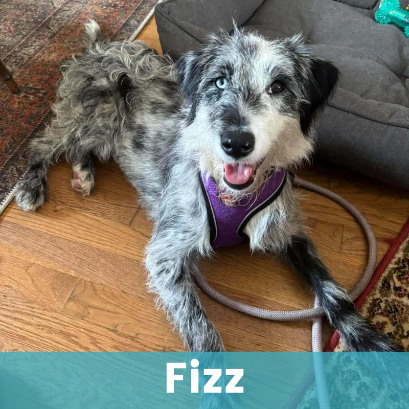 Fizz thumbnail 6