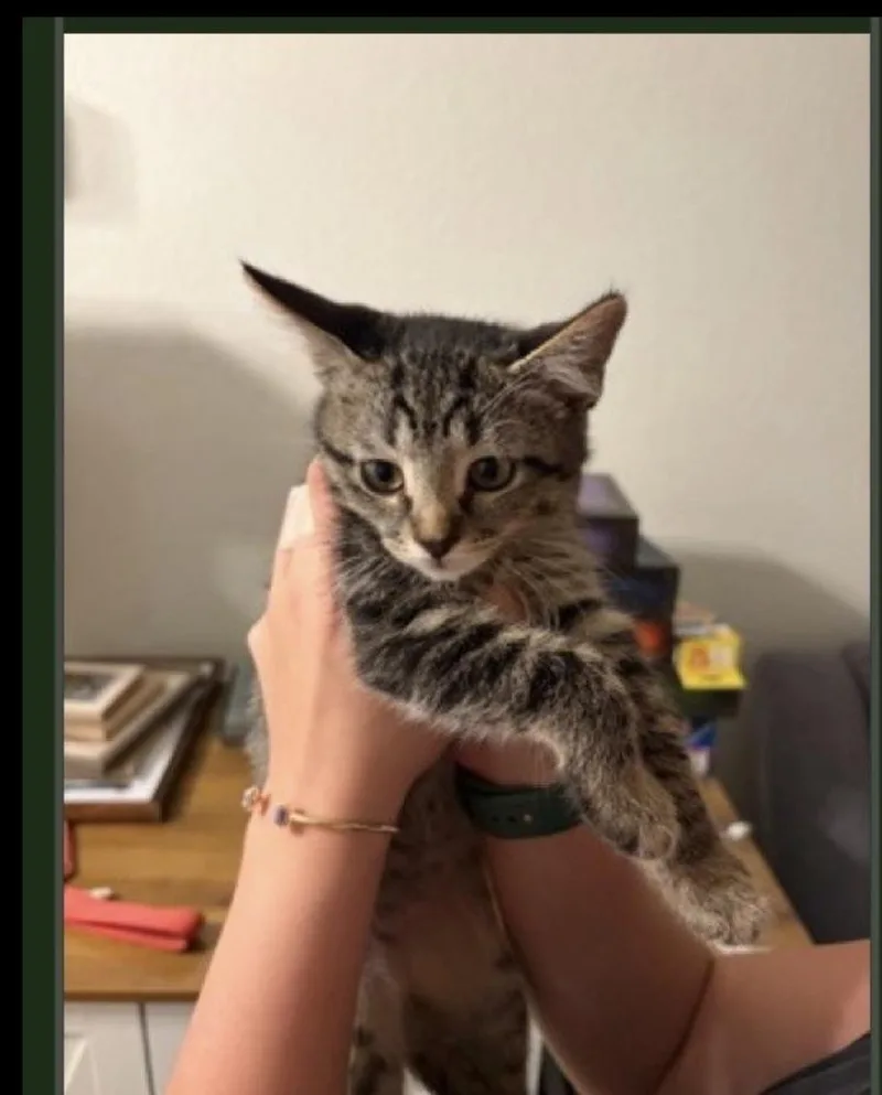 A baby medium-sized female Domestic Short Hair cat named Trinity for adoption in Lafayette, CO