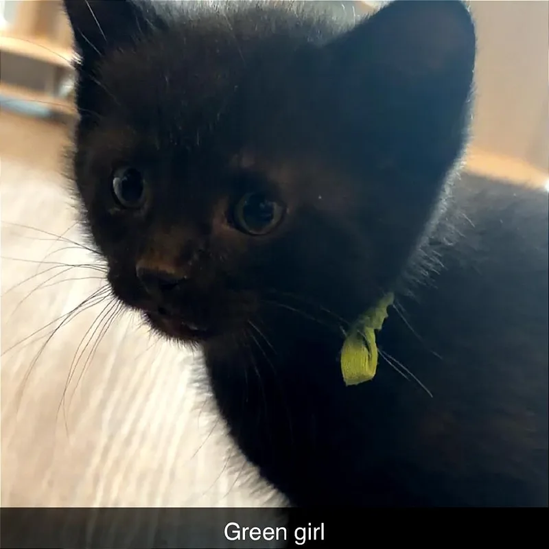 A baby small-sized female Black Domestic Short Hair cat named Hera for adoption in Monroe, MI