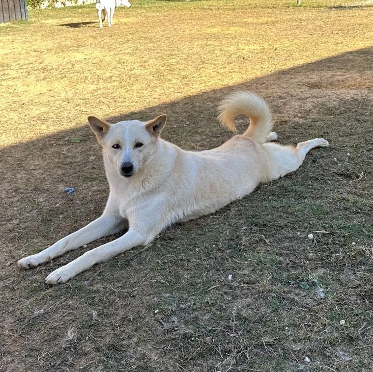 An adult medium-sized female Husky dog named Sugar for adoption in New York, NY