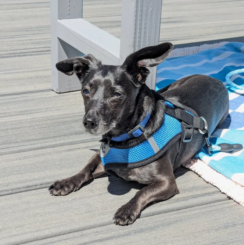 An adult small-sized male Black Dachshund dog named Little Bro for adoption in Woolwich, ME
