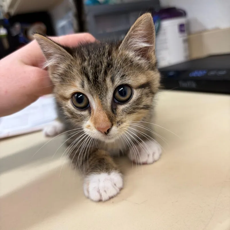 A baby small-sized female Black Domestic Medium Hair cat named Flower for adoption in Ardmore, OK