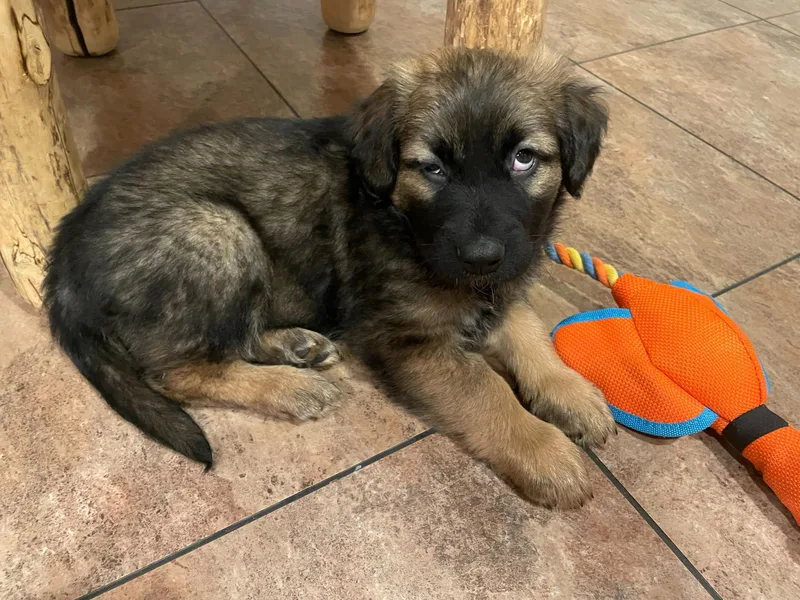 A baby medium-sized male Black Dutch Shepherd dog named Channing for adoption in Cincinnati, OH