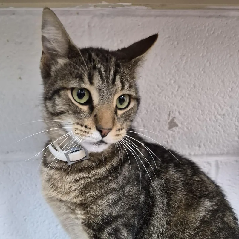 An adult small-sized male Black Domestic Short Hair cat named Unk for adoption in Ardmore, OK