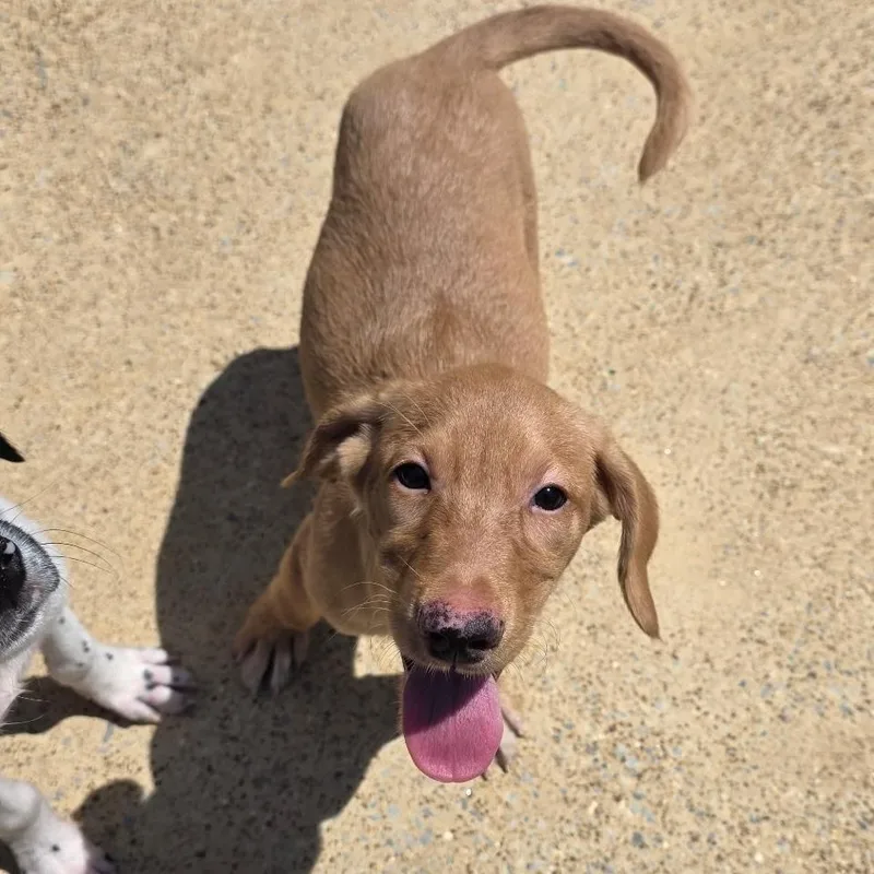 A baby small-sized female Yellow / Tan / Blond / Fawn Mixed Breed dog named Moana for adoption in Corinth, MS