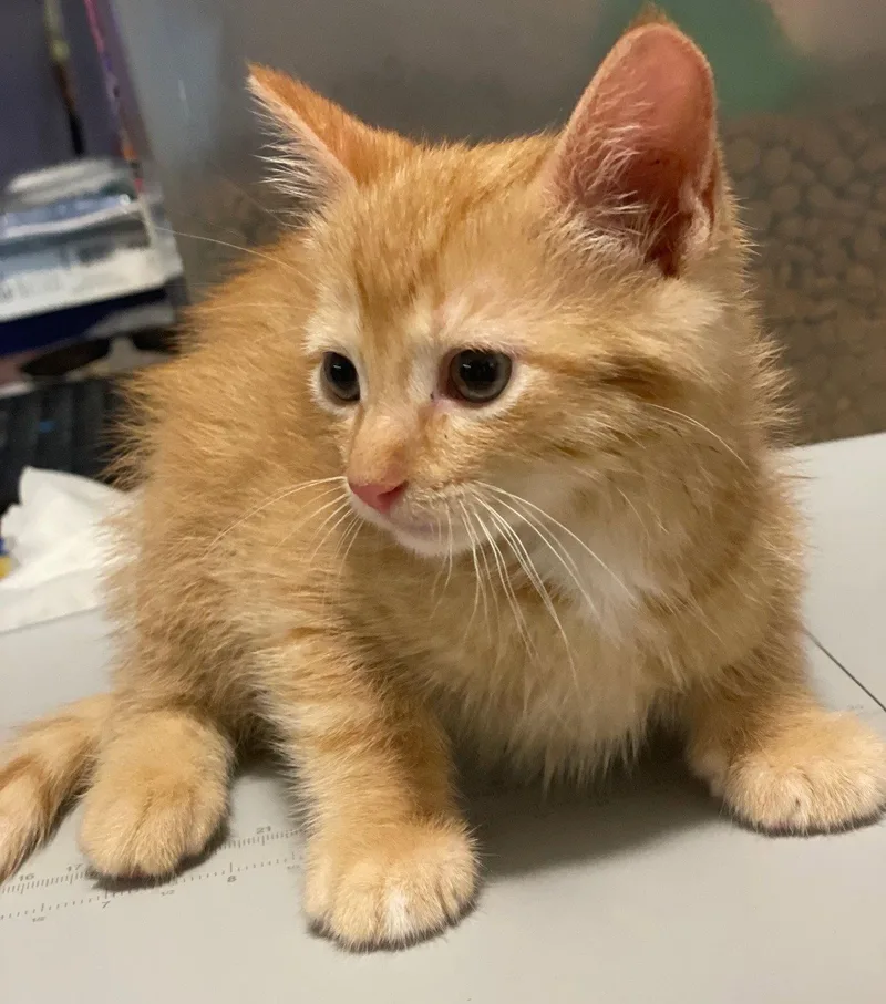 A baby medium-sized male Orange / Red Tabby cat named Striker for adoption in Island Lake, IL