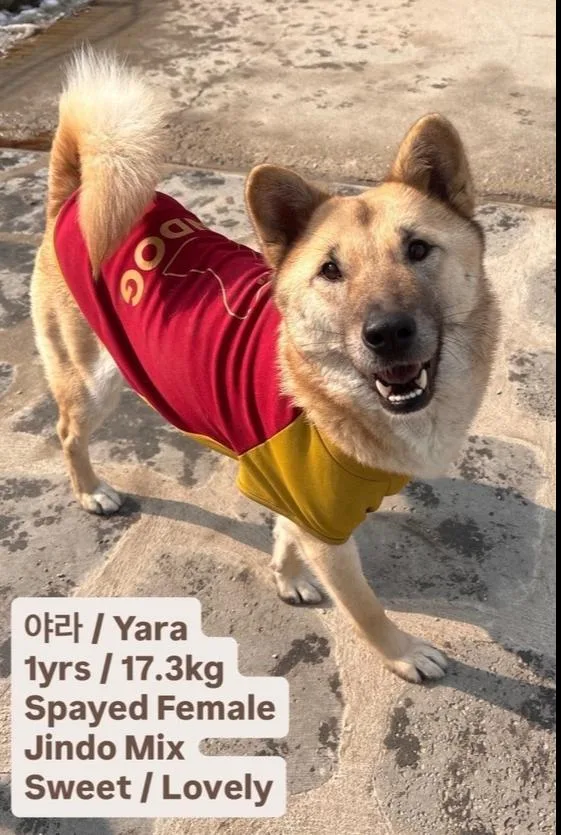 A young medium-sized female Jindo dog named Yara for adoption in Long Island City, NY