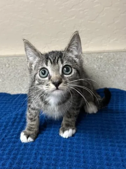 A young small-sized male Domestic Short Hair cat named Tom Ford for adoption in Phoenix, AZ
