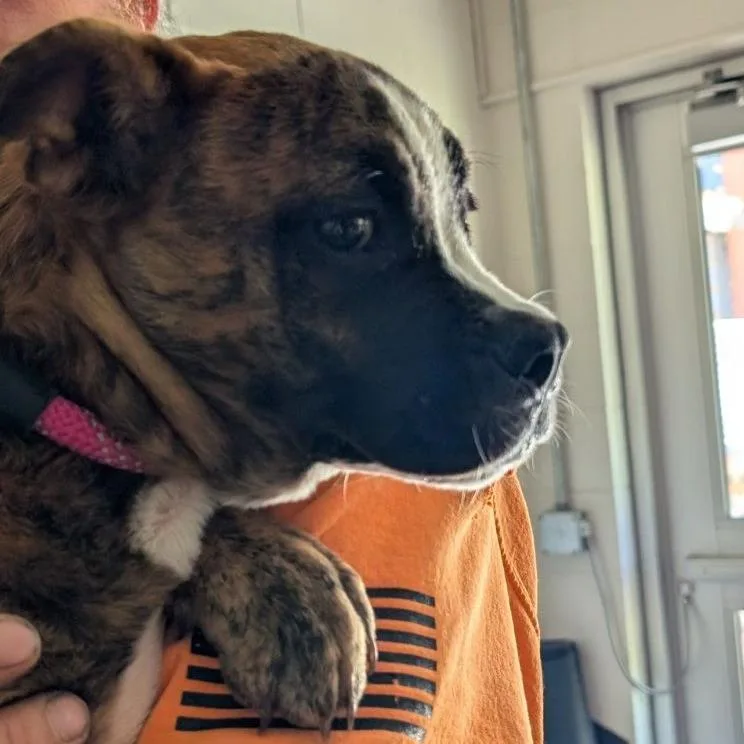 A baby medium-sized female Brindle Mixed Breed dog named Puma for adoption in Fairport, NY