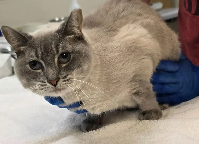 An adult small-sized female Himalayan cat named Finley for adoption in Murphysboro, IL