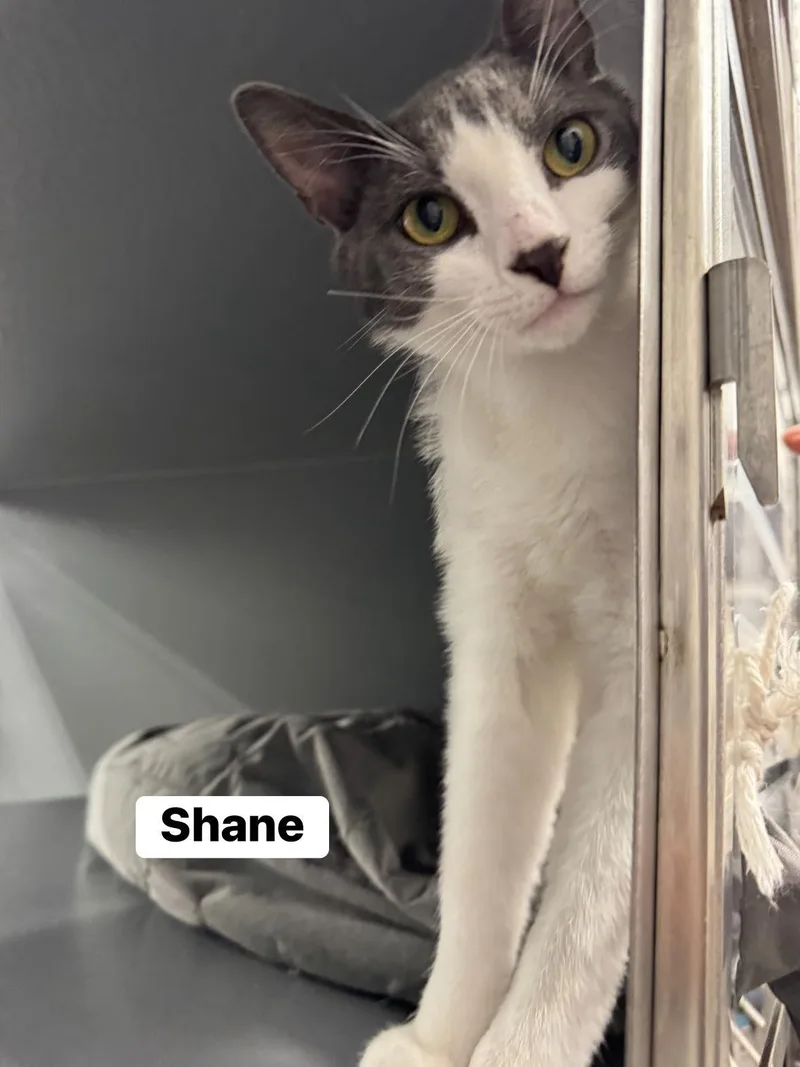 A baby medium-sized male Gray / Blue / Silver Domestic Short Hair cat named Shane for adoption in Staten Island, NY