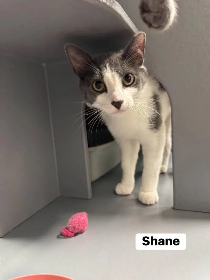 Shane thumbnail 2