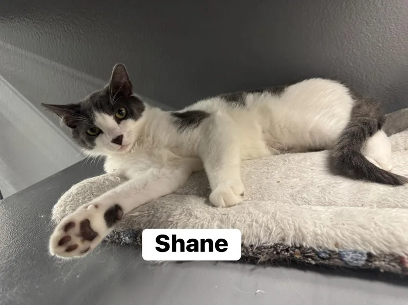 Shane thumbnail 3