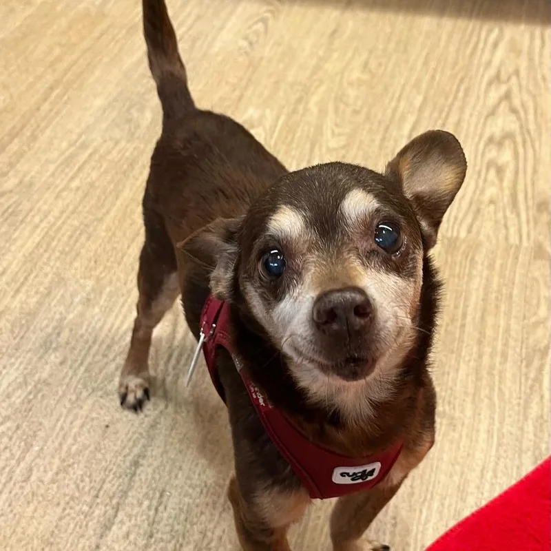 A senior small-sized male Brown / Chocolate Chihuahua dog named Oxalis for adoption in San Francisco, CA
