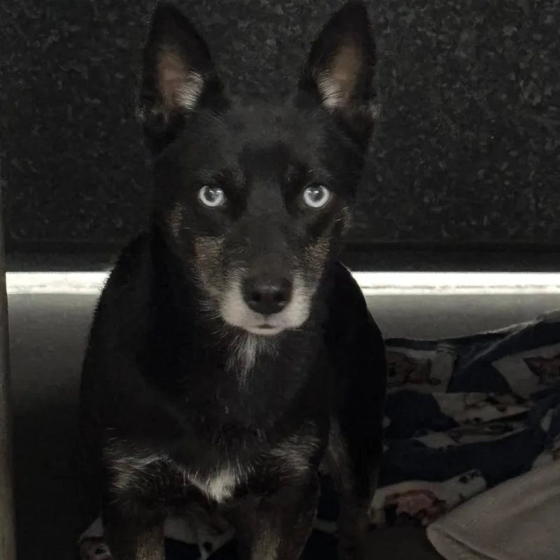 An adult medium-sized female Australian Kelpie dog named Thelma Yang A for adoption in Mission Hills, CA