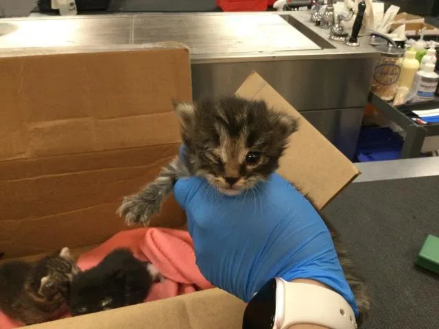 A baby small-sized female Domestic Short Hair cat named Mystic for adoption in Thousand Palms, CA