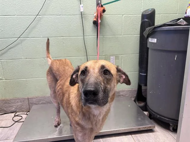 An adult large-sized female German Shepherd Dog dog named Shelia for adoption in Grand Prairie, TX