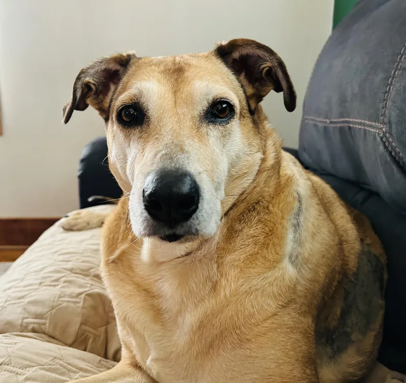 Doris