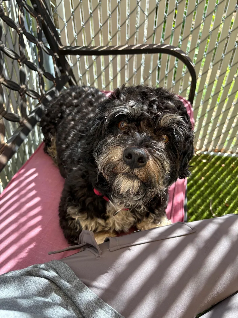 A young small-sized male Black Shih Tzu dog named Rocky for adoption in Kingston, MA