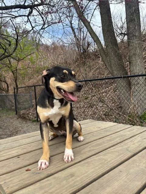 An adult small-sized female Brown / Chocolate Miniature Pinscher dog named Trixie for adoption in Elmsford, NY