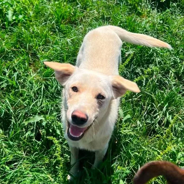 A young medium-sized female Apricot / Beige Labrador Retriever dog named Lydia for adoption in Alexandria, VA