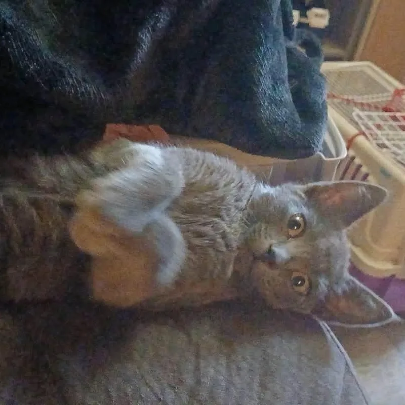A baby small-sized female Gray / Blue / Silver Domestic Short Hair cat named Molly for adoption in Cumberland , VA
