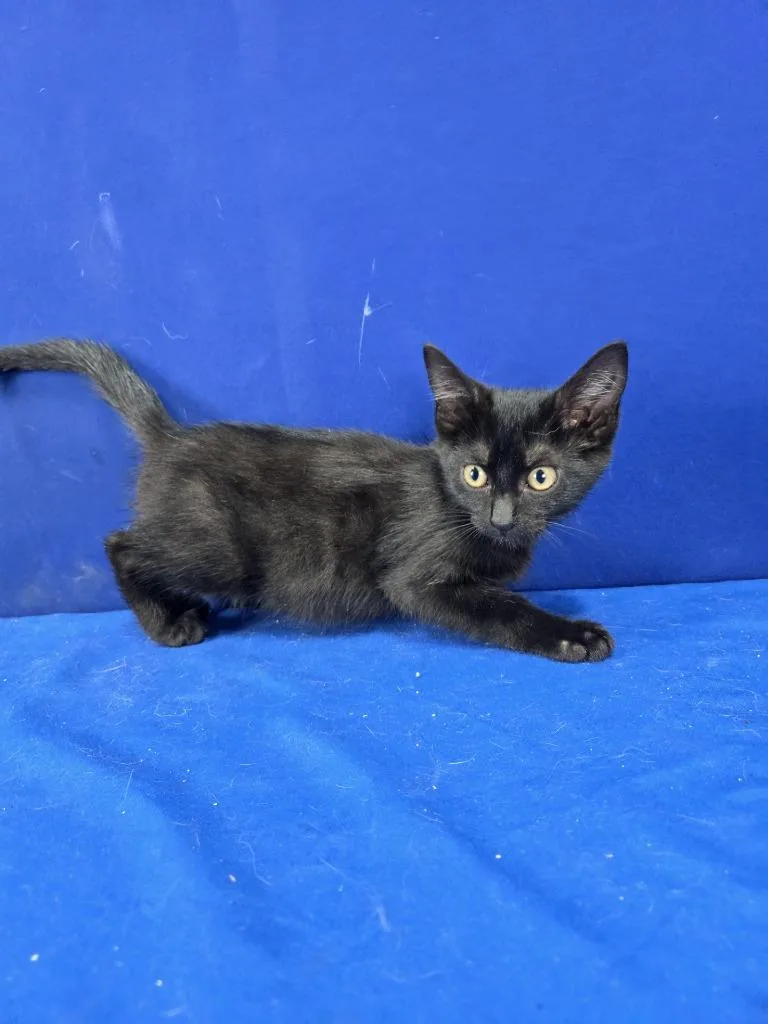 A young medium-sized female American Shorthair cat named Sketchers for adoption in Ruston, LA