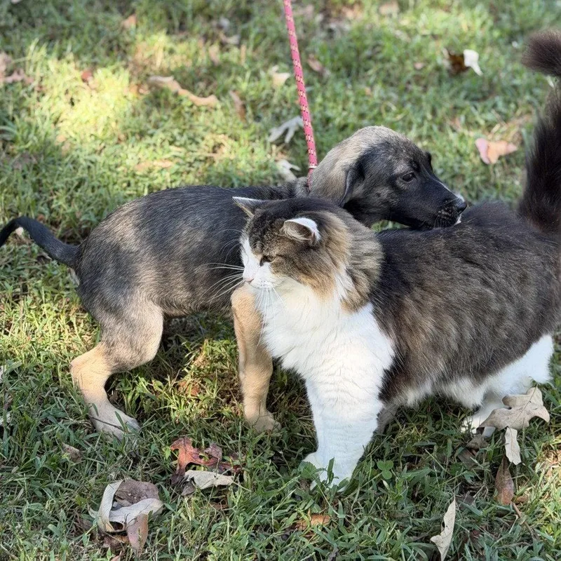 A baby small-sized female Shepherd dog named Aeri for adoption in Locust Fork, AL
