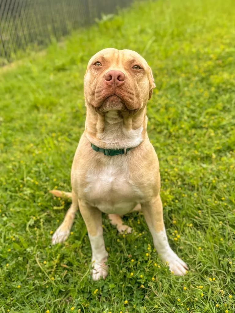 A young large-sized male Pit Bull Terrier dog named Nugget for adoption in Springfield, TN