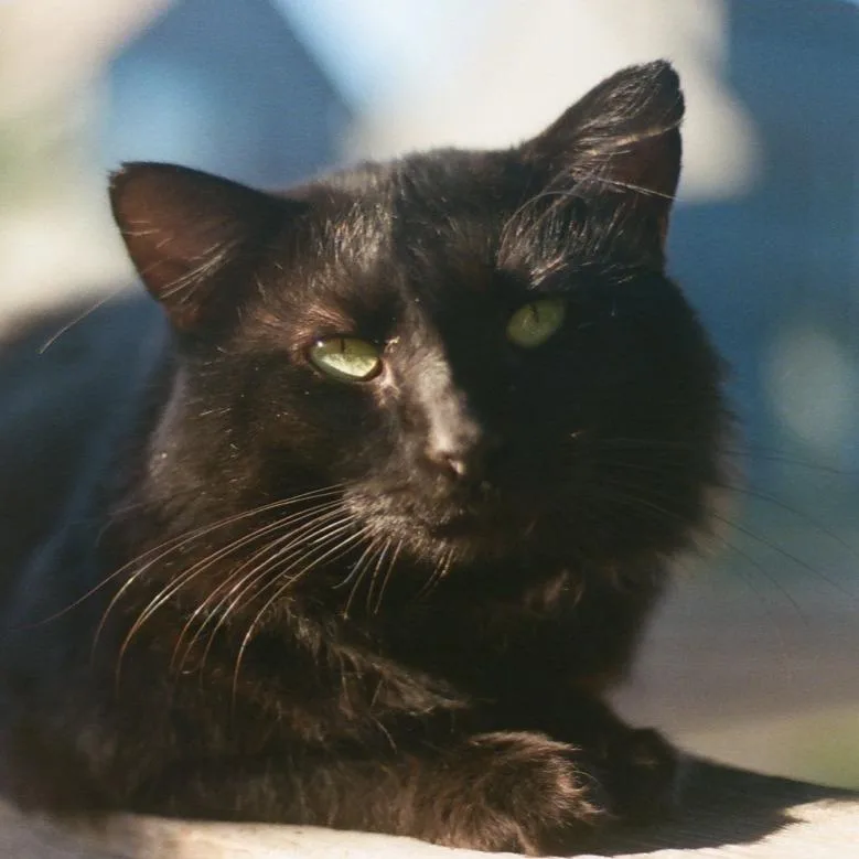 An adult medium-sized male Black Domestic Long Hair cat named Rufus Du Sol for adoption in Austin, TX