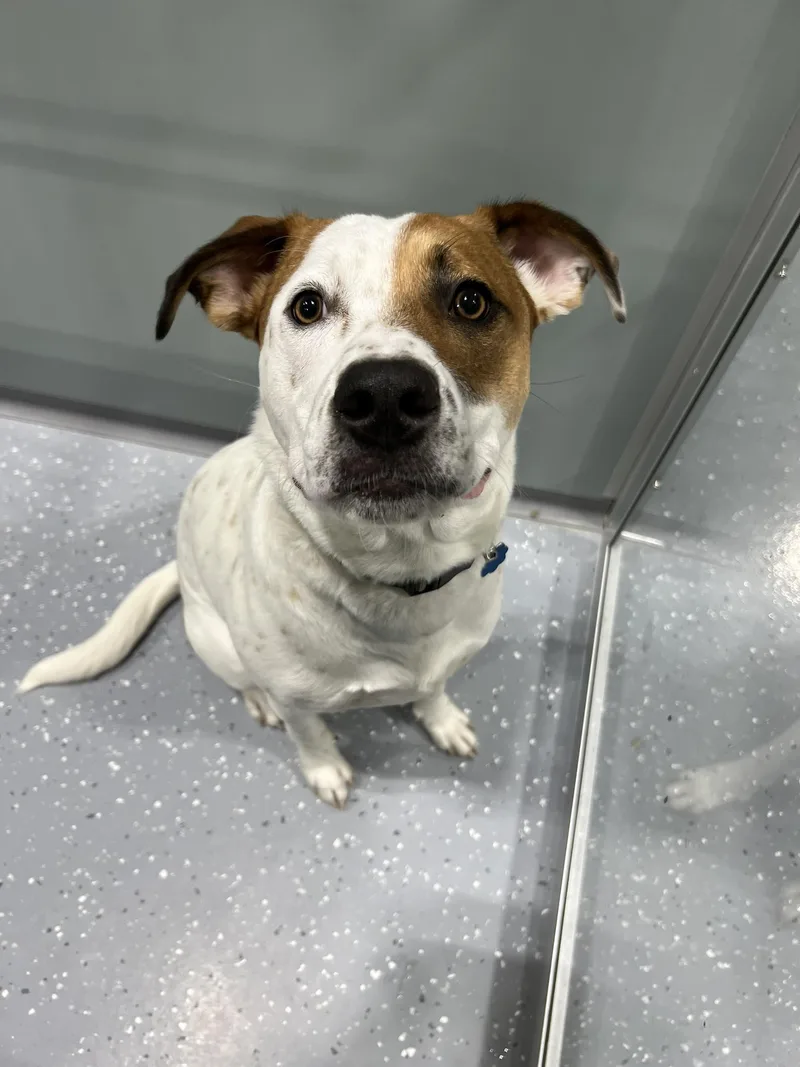 An adult medium-sized male Mixed Breed dog named Hank for adoption in Davenport, IA