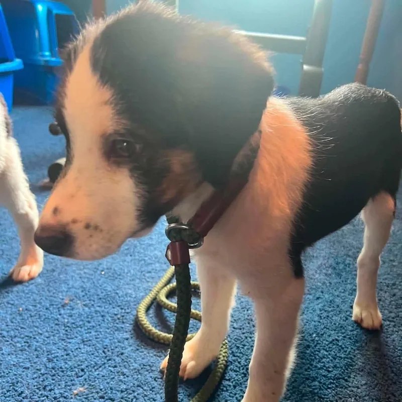 A baby small-sized male White / Cream Mixed Breed dog named Virginia for adoption in Fredericksburg, VA