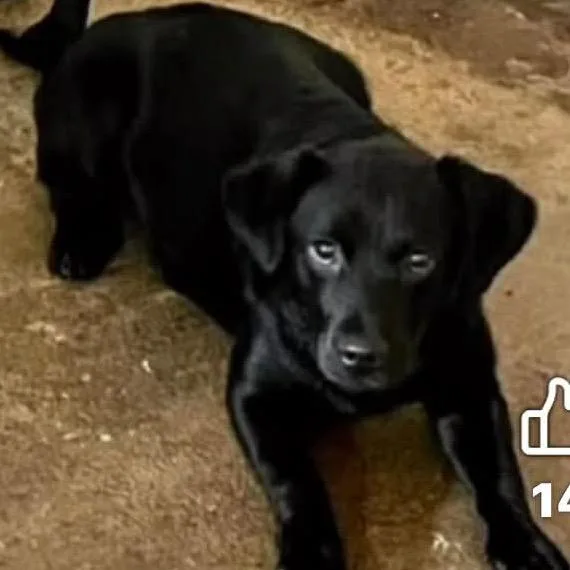 A young small-sized male Black Black Labrador Retriever dog named Ryder for adoption in Kittanning, PA