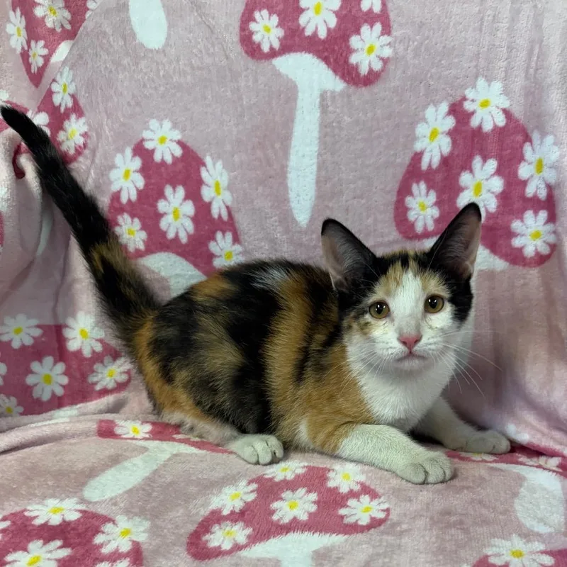 A baby small-sized female Calico Domestic Short Hair cat named Opal for adoption in Kittanning, PA